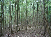 Coed Pen Yr Allt - Hillhead Wood - SOLD