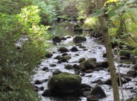 Coed Pentir - Pentir Wood - SOLD
