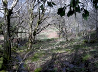 Stream and area of wet land near southern end of wood