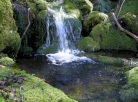 A stream follows the entire western boundary
