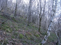 Young birch woodland in the north eastern corner