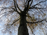 Coed Rhyd - SOLD photo 3