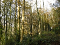 Coed Rhyd - SOLD photo 5