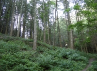 mature douglas fir