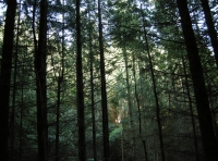 dense shady area of the woodland