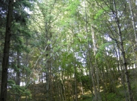 wild garlic on a west facing slope