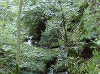 stream in north east corner of the woodland