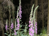 foxgloves