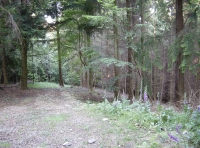 upper woodland track