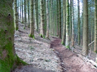 Path provides foot access right through the woodland.