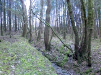 The stream that forms the western boundary.