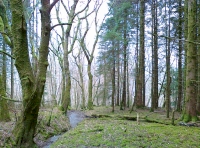 Flatter areas to the western end of Coed Tal.