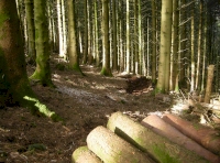  Eastern edge of the woodland.