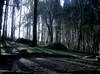 Level clearing at western end of Coed Tal