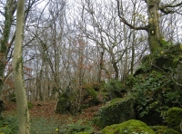 Coed Tan y Bryn