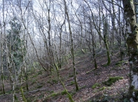 Sloping land with young birch trees