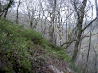 Steep sloping ground and more mature trees near the north-east corner