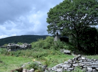 this majestic oak tree lies just within the east boundary
