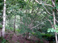 young birch and hazel