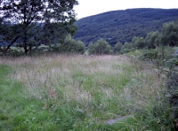 level grassy area
