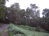 young birch trees along the eastern edge of the woodland