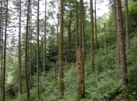 Coed Uchaf - Upper Wood - SOLD