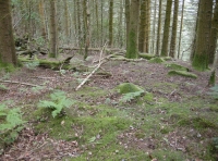 Coed Uchaf - Upper Wood - SOLD