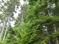 Coed Uchaf - Upper Wood - SOLD