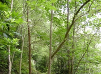 Coed Uchaf - Upper Wood - SOLD