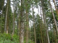 Coed Uchaf - Upper Wood - SOLD
