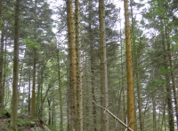 Coed Uchaf - Upper Wood - SOLD