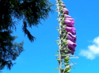 Foxgloves