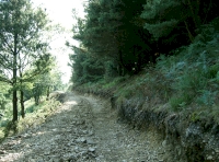 Access track along east boundary