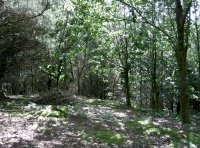 An area of northern red oak