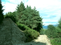 Southern end of the woodland