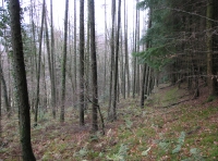 Coed Y Glyn - Valley Wood - SOLD photo 2