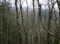 Coed Y Glyn - Valley Wood - SOLD photo 4