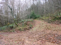 Coed Y Glyn - Valley Wood - SOLD photo 5
