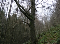 Coed Y Glyn - Valley Wood - SOLD photo 6