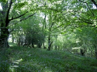 Coed y Llus