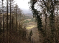 Drws Y Coed