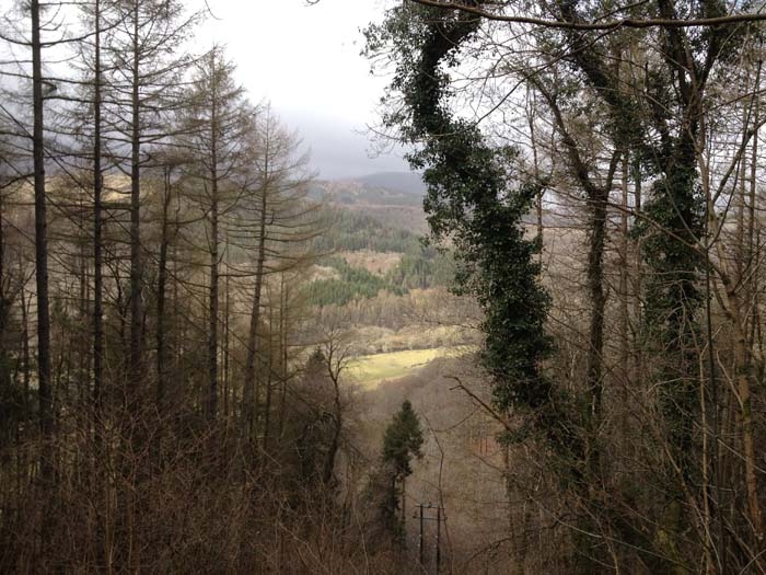 Drws Y Coed