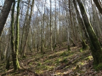 Drws y Coed