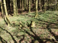 Drws y Coed
