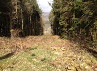 Drws y Coed