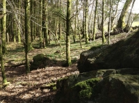 Drws y Coed
