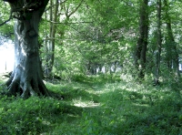 Highbrook Wood - SOLD