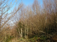 Nant-y-Coed