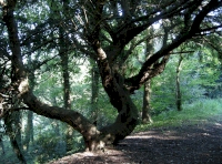 Yew tree on edge of track and land sloping down to the west