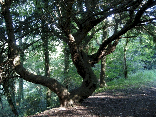 Pennant Wood - SOLD